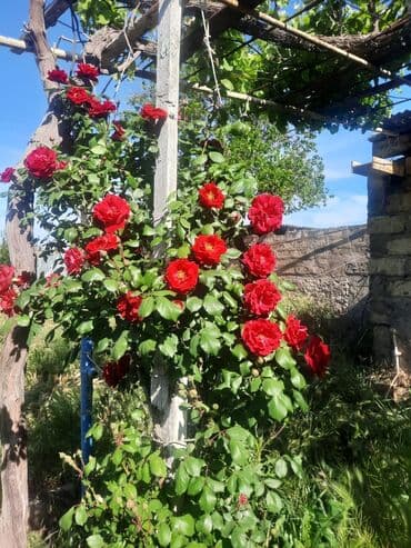 продажа земельных участков в баку: 6 соток, Для строительства — 6