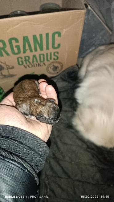 afcarka dişi: Pekines, 2 ay, Dişi, Peyvəndli — 5