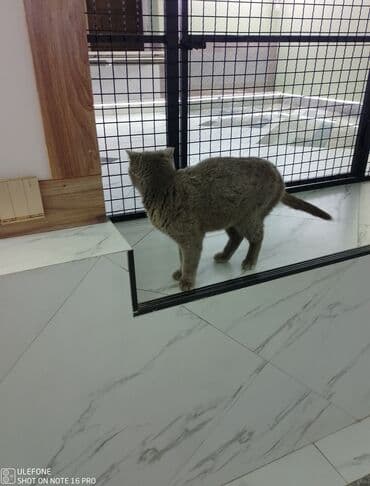 Akvariumlar: Britan, Dişi, Yaxşı əllərə — 4