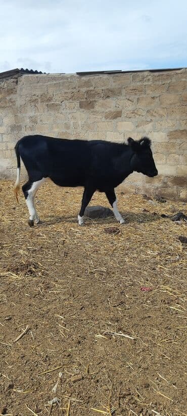 en cox sud veren inekler: Satlıq qara-ağ rəngli dana - Növ: Qara ağ lesnoy tipli — 1