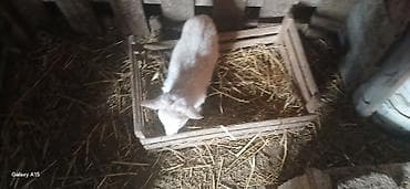 bala keçi: Sanne, heleb,Alpen sortlaridi — 4