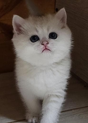 Şinşilla, Erkək, Dişi, Pulsuz çatdırılma