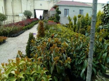 Çöl bitkiləri: Şitillər — 3