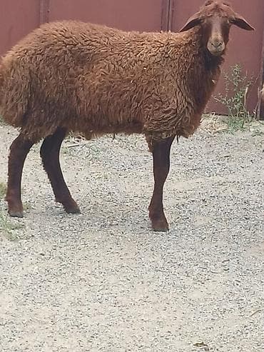 heyvanlara verilən adlar: 15 16 kilo eti var erkəyidi — 2