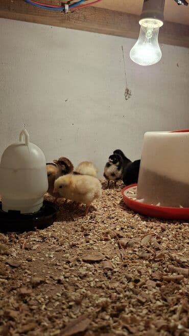 hinduşqa cucələri: Toyuq cücələri, Ətlik — 4