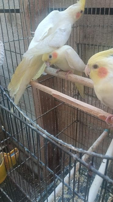 tutuquşlar: Watsap elaqe saxlayin Nimfa (Cockatiel) tutuquşuları – müxtəlif — 5