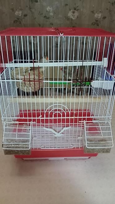 koker spaniel satilir: Salam Hind bülbülüdür tam sağlam tam gümrah hər şeyi ilə birlikdə — 2