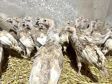 siyam pisiyi satilir: Açıq Burbon Hinduşka Balası. Tam Original Sort. Çox Çətinliklə Tapılan — 10