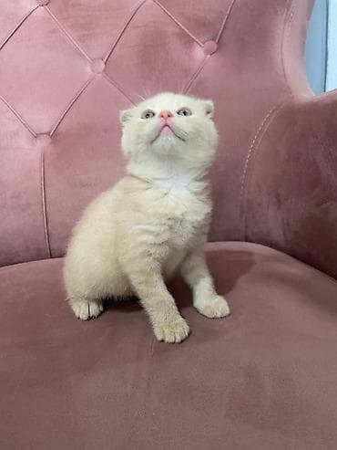 pişim: Şotland yastı qulaq — 8