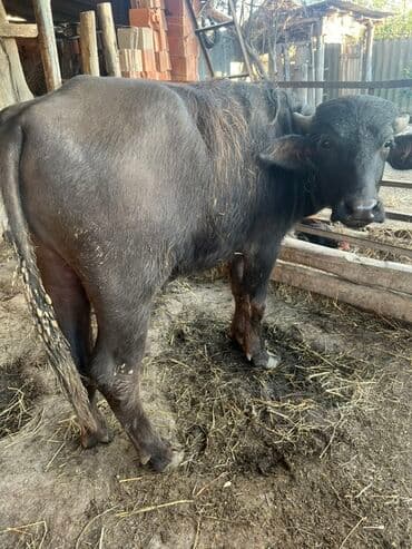 dovsan satışı: Erkək, il: 1, 135 kq, Ətlik, Ünvandan götürmə — 1