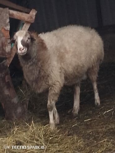 ev quslari haqqinda melumat: Əsil Novqorod qoçdu diri çəki 70 7,50 550.Az — 1