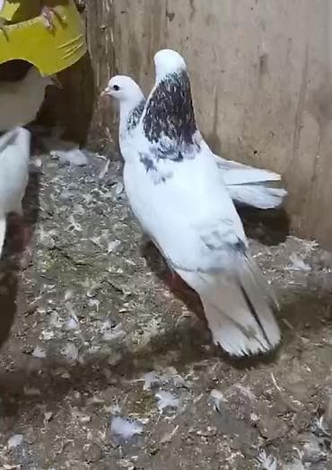 pavlin goyercin satisi: Evrew boyun evrew quyruq qizğın hündür erkeydi qiymet sondu — 2