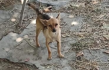 İtlər: Çixuahua, 9 ay, Erkek, Ünvandan götürmə — 1