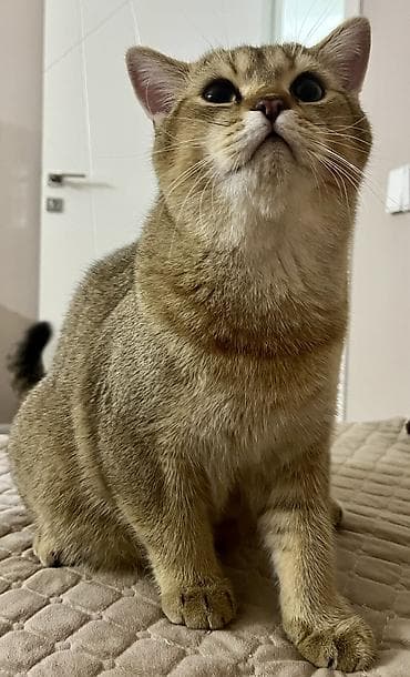 Pişiklər: Qızıl şinşilla, Erkək, Cütləşmə üçün — 1