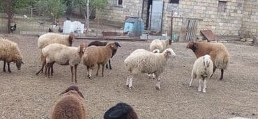 hinduşqa balaları: Erkək, Qala, il: 1, 95 kq, Damazlıq, Südlük, Ətlik, Ünvandan götürmə — 5