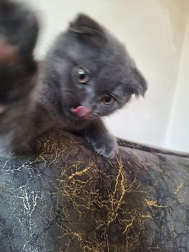 Pişiklər: Şotland yastı qulaq — 4