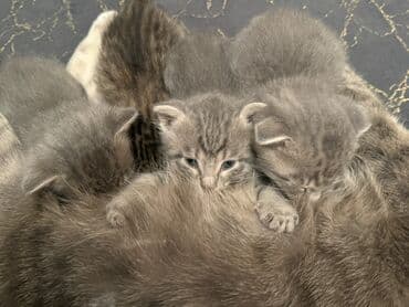 Gəmiricilər: Yaxşı əllərə — 2