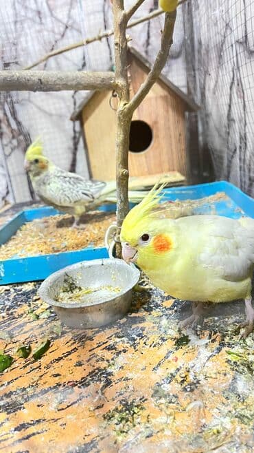 heyvanlara verilen xususi adlar: 6 ) ayin quşudu Xüsusiyyətlər: Növ: Nimfa (Cockatiel) – sarı lutinio — 3