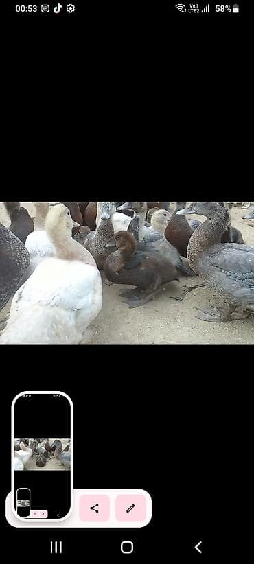 lal ordek nece gune bala cixardir: Muscovy (indo) ördək balaları – müxtəlif rənglərdə. - Cins — 5