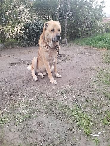 it yuvası satilir: Salam tecili satllır 3 yaş 7 ayllxdı heyvana söz yoxdur isdiyen — 2