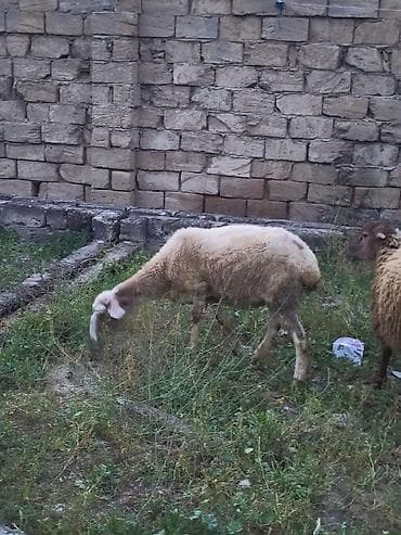 Qoyun (ağ başlı, yerli tip). - Yaş: təxmini gənc yetkin. - Rəng at lalafo.az Qoyun (ağ başlı, yerli tip). - Yaş: təxmini gənc yetkin. - Rəng