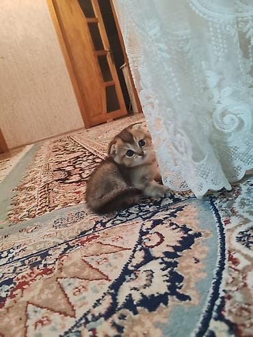 mops qiymeti: Şotland yastı qulaq — 5