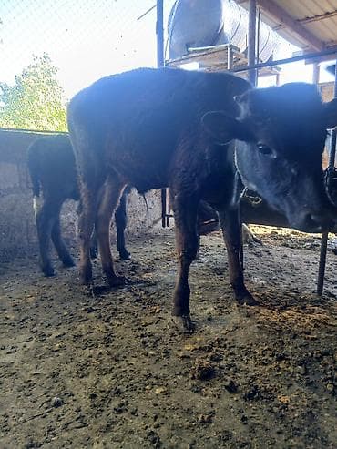 hind quşu cucesi: Salam aleykum əvvəla 2 dənə dişi 4 dənə erkək danadı istiyən olsa — 3