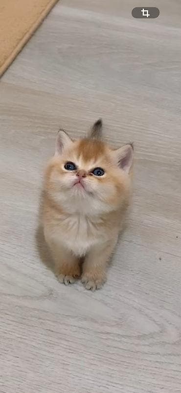 darling pişik yemi: Britan — 1