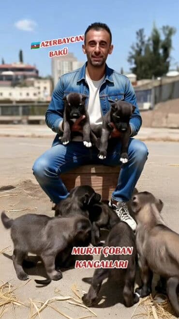 Digər heyvanlar: Kanqal, 2 ay, Erkek, Peyvəndli, Ünvandan götürmə, Ödənişli çatdırılma, Rayonlara çatdırılma — 2