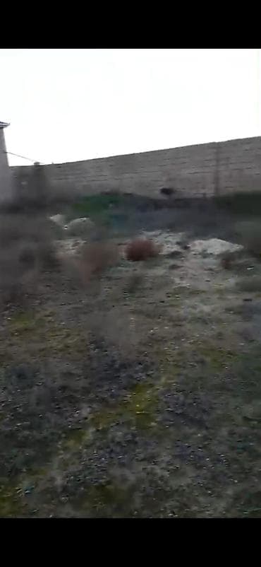 lenkeran torpaq: 4 sot, Tikinti, Mülkiyyətçi, Kupça (Çıxarış) — 2