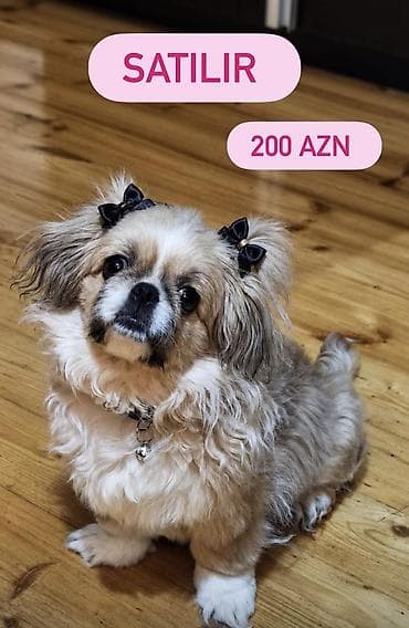 Pekines lalafo.az -da Pekines