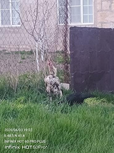 toyuq yumurta: Toyuq, Damazlıq — 2