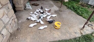 Грызуны: Salam aleykum herkese ALLAH hamının malına BERKET versin gördüyünüz — 7