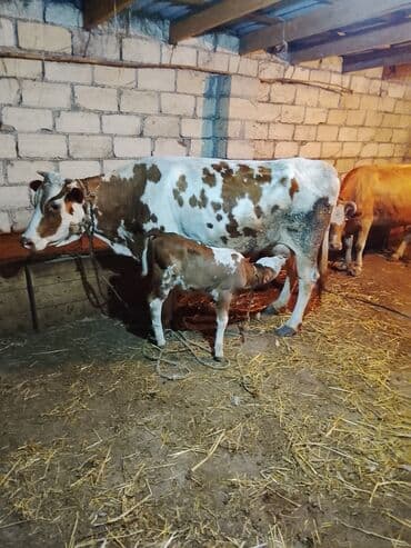 İtlər: Dişi, Simental, il: 8, Südlük, Ünvandan götürmə — 1