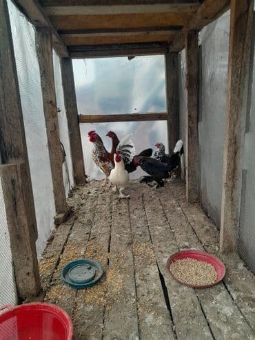 Salam Saglam Yaponka Cuceleri Satilir 2 xoruz 3 feredi Real Alicilar