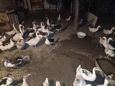 ördək qaz: Salam,yerli qaz və pekin ördək təsərrüfatı satılır.Ördəklər — 1