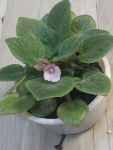 orkide gulu qiymeti: 40 ədəd bənövşə şəkildə olduğu kimi satılır — 1