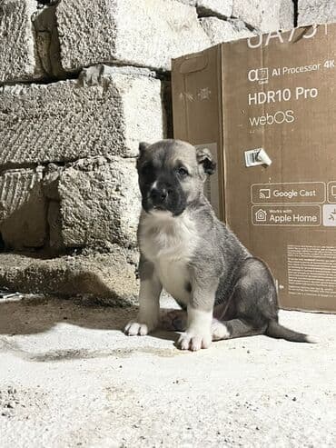 afcarka itlerin satisi: 1 ay, Erkek, Peyvəndli — 1