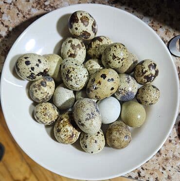 süd alıram: Məhsul:Texas Bildircin yumurtası Təsvir: - Şəkillərdə müxtəlif ölçülü — 4