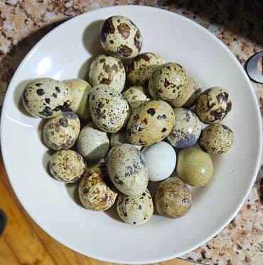 İçkilər: Bıldırcın yumurtaları - Təzə toplanmış, xırda ölçülü, xallı qabıqlı — 1