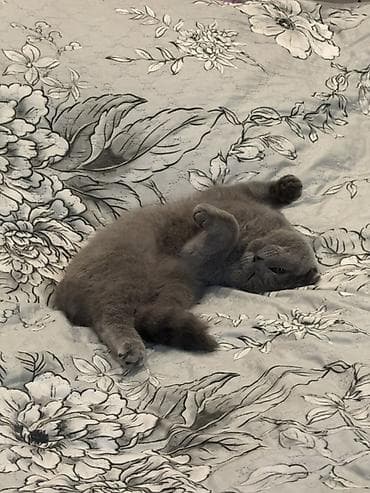 siyan pişik: Şotland yastı qulaq — 8