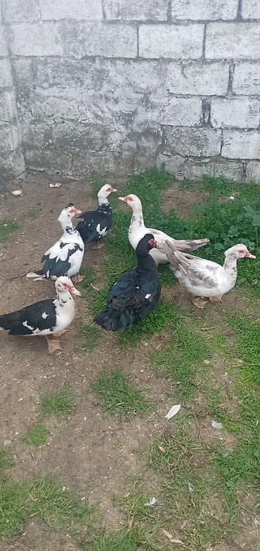 qara mal: Lal ordey cavan heyvanardi 15 fere 30 erkey - Növ: Hind/muskovi — 1