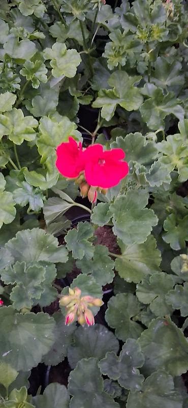 gül rəsmi: Geran gülləri dipçəkdə. 4 fəsil yaşıl qalan üzərində daimi gülü olur — 4