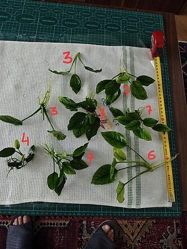 aksolotl satın al: Ansistrus, Sülhsevər, Pulsuz çatdırılma — 3