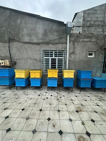 ətlik inək cinsləri: Arıçılıq üçün taxta arı pətəkləri - Model: çoxkorpuslu taxta pətək - — 3