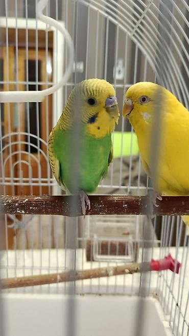 hinduşqa yumurtasi: Salam aleykum yasili 15 sarini 20 qzna almisiq biri disisdi biri — 1