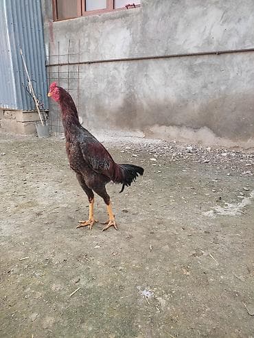 С/х животные и товары: Məhsul: Uzunboy (Malay/Asil tipli) döyüş tipli xoruzlar Təsvir: - — 3