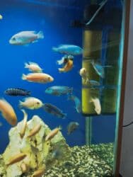 Malavi balıqları satılır,hər qiymətə var