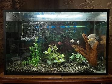 cuce satisi: Dördbucaq akvarium, Balıqlarla birlikdə, 120 l, Ünvandan götürmə — 3