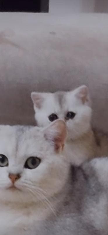 sirin pisik balalari: Şotland — 2